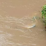 dimbokro-un-corbillard-plonge-dans-le-fleuve-kanh-ce-qui-est-arrive-au-chauffeur