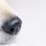 en-allemagne-des-chiens-dresses-pour-reperer-les-porteurs-de-covid-19