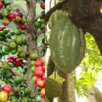 campagne-2020-2021-une-decision-est-tombee-concernant-l-agrement-des-acheteurs-de-cafe-cacao