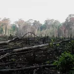 reduction-des-emissions-autour-du-parc-national-de-tai-le-1er-programme-de-la-cote-d-ivoire-approuve-une-enveloppe-de-41-250-milliards-fcfa-en-jeu