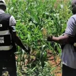 affaire-champ-de-cannabis-decouvert-dans-une-prison-a-korhogo-le-regisseur-dement-sans-convaincre