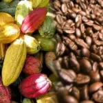 journee-nationale-du-cacao-et-du-chocolat-la-7eme-edition-organisee-autour-du-theme-tous-engages-pour-un-cacao-ami-de-la-foret