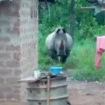 cote-d-ivoire-un-rhinoceros-seme-la-panique-les-populations-demandent-de-l-aide