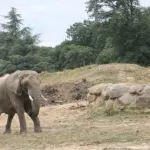 cote-d-ivoire-apres-hamed-un-autre-elephant-sevit-a-boguedia-de-nombreux-degats-enregistres