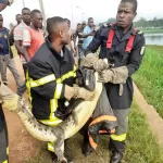 yamoussoukro-un-caiman-en-divagation-neutralise-par-les-sapeurs-pompiers