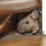 des-astuces-pour-lutter-efficacement-contre-les-souris-et-les-rats-dans-vos-maisons