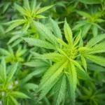 sante-la-culture-de-cannabis-legalisee-en-argentine