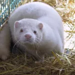 un-elevage-de-visons-contamines-au-covid-19-a-ete-repere-en-france