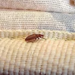 traitement-efficace-contre-les-punaises-de-lit