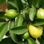 demangeaisons-vaginales-l-ail-et-les-feuilles-de-goyave-deux-remedes-naturels-efficaces