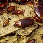 les-cafards-de-veritables-dangers-pour-la-sante-humaine-voici-comment-s-en-debarrasser