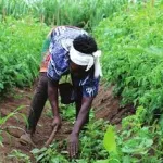 emploi-le-gouvernement-italien-autorise-le-recrutement-de-30-850-travailleurs-voici-les-domaines-recherches