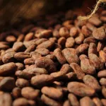 campagne-cacaoyere-2020-2021-y-a-danger-les-manigances-des-multinationales-devoilees