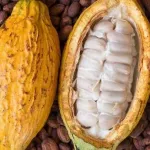 industrie-du-cacao-a-la-suite-du-ghana-et-de-la-cote-d-ivoire-un-rapport-barometre-du-cacao-d-ong-internationales-enfonce-les-industriels