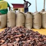filiere-agricole-un-projet-pour-creer-de-la-valeur-ajoutee-au-secteur-du-cacao