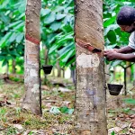 cote-d-ivoire-filiere-hevea-comment-abidjan-terminal-participe-a-la-croissance-des-exportations-agricoles