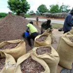 cacao-plus-de-94-de-la-production-nationale-de-bonne-qualite