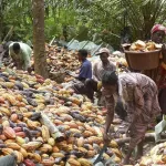 campagne-cacaoyere-2020-2021-un-ancien-dirigeant-de-la-filiere-redoute-de-serieux-risques-de-defauts-d-execution-des-contrats-a-terme