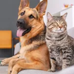 comment-enlever-les-poils-de-chats-et-de-chiens-dans-la-maison-astuces
