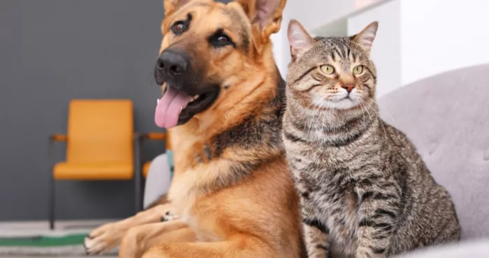 comment-enlever-les-poils-de-chats-et-de-chiens-dans-la-maison-astuces