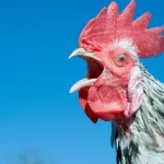 penurie-de-poulet-a-toumodi-les-acteurs-du-secteur-en-donnent-les-raisons