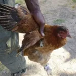gagnoa-un-homme-vole-45-poulets-pour-habiller-sa-copine-pendant-les-fetes-de-fin-d-annee