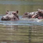 enquete-n-douci-sur-les-traces-des-hippopotames-dans-les-fleuves-n-zi-et-bandama