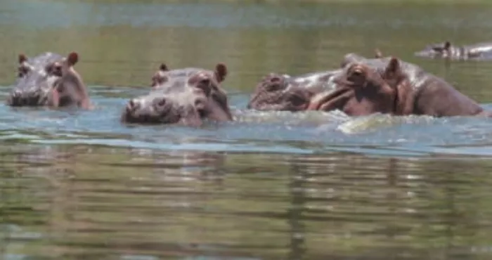enquete-n-douci-sur-les-traces-des-hippopotames-dans-les-fleuves-n-zi-et-bandama
