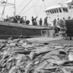 enquete-commerce-du-poisson-en-cote-d-ivoire-a-la-decouverte-du-juteux-marche-du-faux-thon