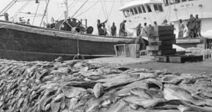 enquete-commerce-du-poisson-en-cote-d-ivoire-a-la-decouverte-du-juteux-marche-du-faux-thon