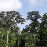 le-groupe-sifca-et-satelingence-bv-s-unissent-autour-du-projet-zero-deforestation