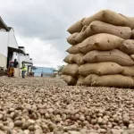 agriculture-le-prix-de-l-anacarde-fixe-a-305-francs-cfa-le-kilogramme-pour-la-campagne-2021