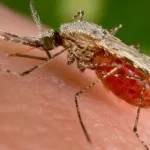 traitement-du-paludisme-et-de-la-tuberculose-deux-firmes-pharmaceutiques-veulent-soutenir-des-travaux-de-recherche-scientifiques