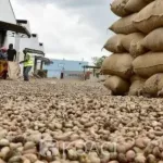 cote-d-ivoire-la-region-du-poro-enregistre-une-hausse-dans-la-production-d-anacarde