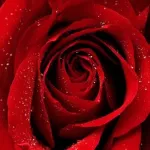 saint-valentin-le-nombre-de-roses-a-offrir-selon-le-contexte