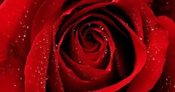 saint-valentin-le-nombre-de-roses-a-offrir-selon-le-contexte