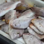 danger-sur-le-poisson-a-la-braise