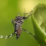 comment-se-debarrasser-des-moustiques-de-maniere-naturelle