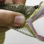 ande-bongouanou-un-vieux-raconte-comment-il-a-recu-un-miraculeux-remede-contre-le-venin-de-serpent