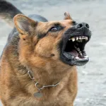 le-cadavre-d-une-femme-devore-par-le-chien-de-son-fils