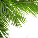 religion-celebration-des-rameaux-les-chretiens-catholiques-entament-la-semaine-sainte-aujourd-hui