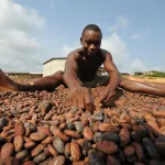 cote-d-ivoire-forte-baisse-du-prix-du-cacao-le-prix-bord-champ-pour-la-campagne-intermediaire-fixe-a-750-francs-cfa