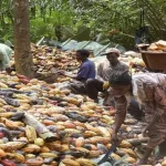campagne-intermediaire-du-cacao-voici-le-prix-qui-devrait-etre-servi-normalement-aux-producteurs-les-conseils-du-dg-aux-paysans