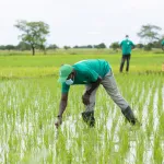 cote-d-ivoire-soutien-aux-riziculteurs-un-programme-accessible-a-20-000-agriculteurs-mis-en-place
