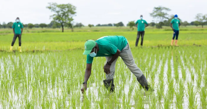 cote-d-ivoire-soutien-aux-riziculteurs-un-programme-accessible-a-20-000-agriculteurs-mis-en-place