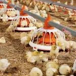 grenoble-a-20-ans-elle-invente-un-poulailler-connecte-et-autonome-pour-les-particuliers