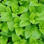 les-bienfaits-de-la-chlorophylle