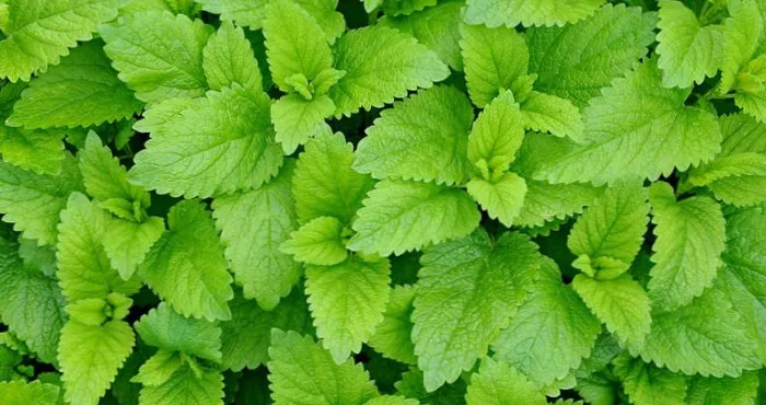 les-bienfaits-de-la-chlorophylle