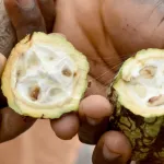 cote-d-ivoire-l-encours-de-la-dette-publique-s-etablit-a-16-800-milliards-fcfa-en-2020