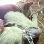 un-chat-interpelle-pour-trafic-de-drogue-pres-d-une-prison